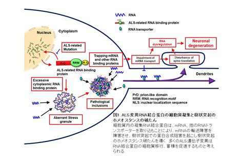 神経変性疾患研究の進歩 日常的に使用されている遺伝子解析 .